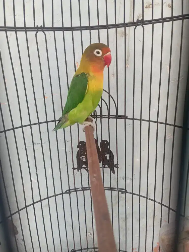 Burung lovebird jantan dewasa