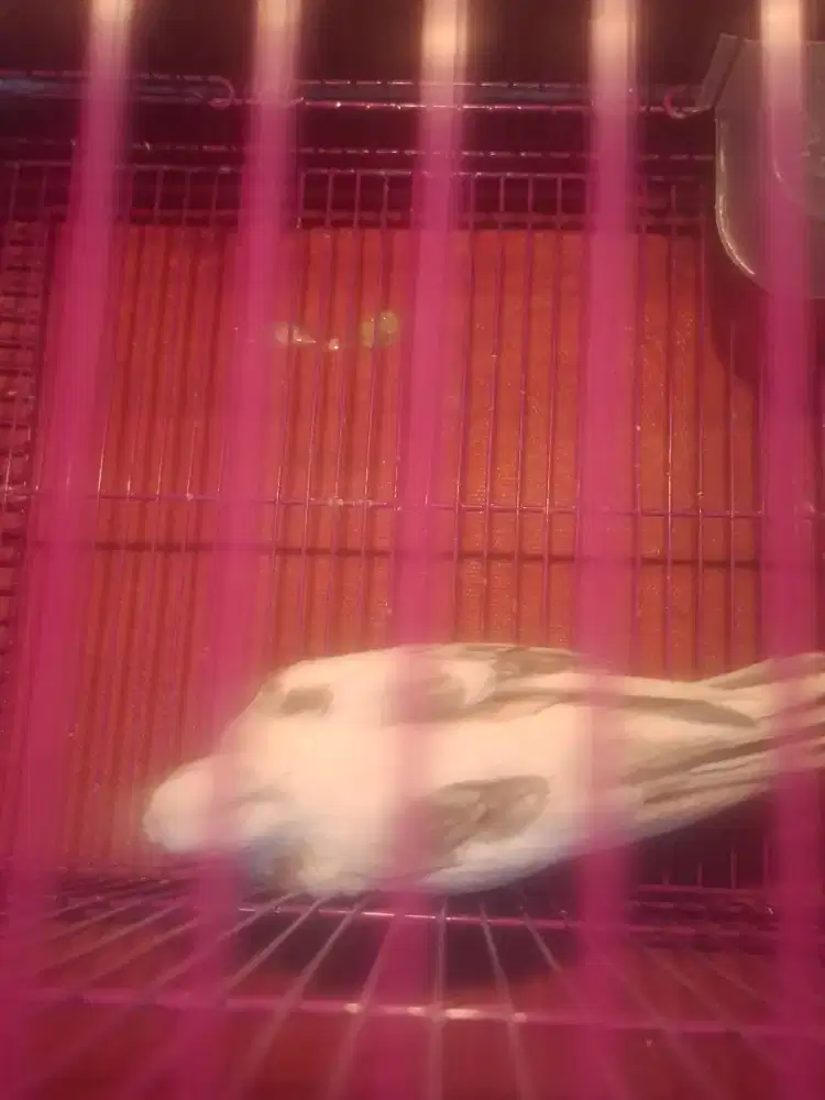 Burung falk spoted white