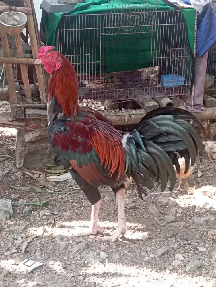 Ayam bangkok jago full buat pacekan