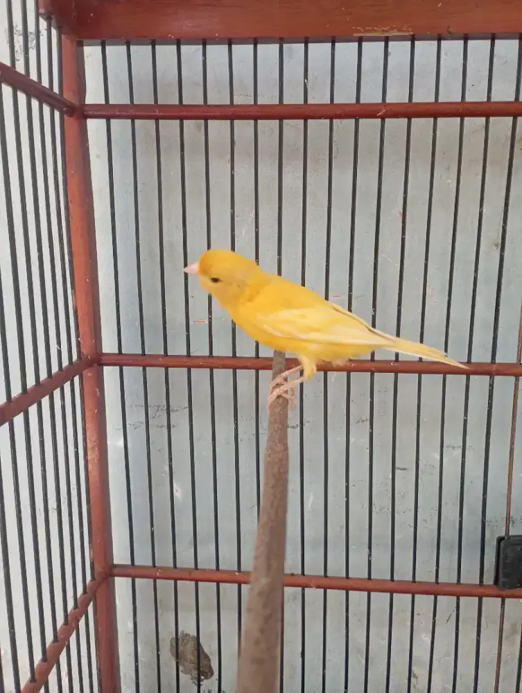 Burung kenari Gacor dor volume kencang