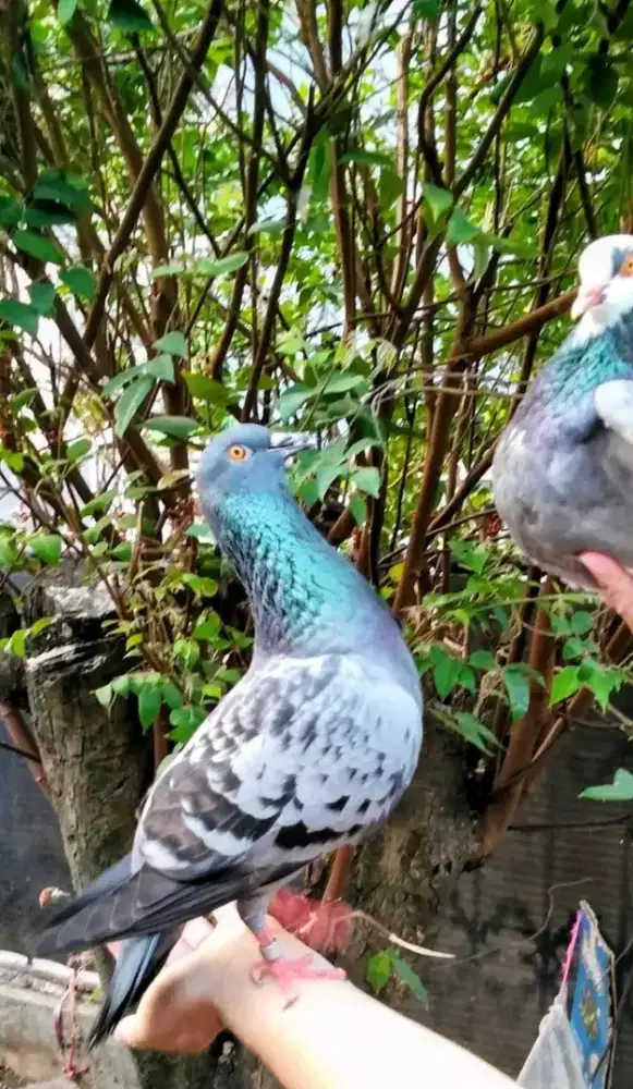 Sepasang burung dara