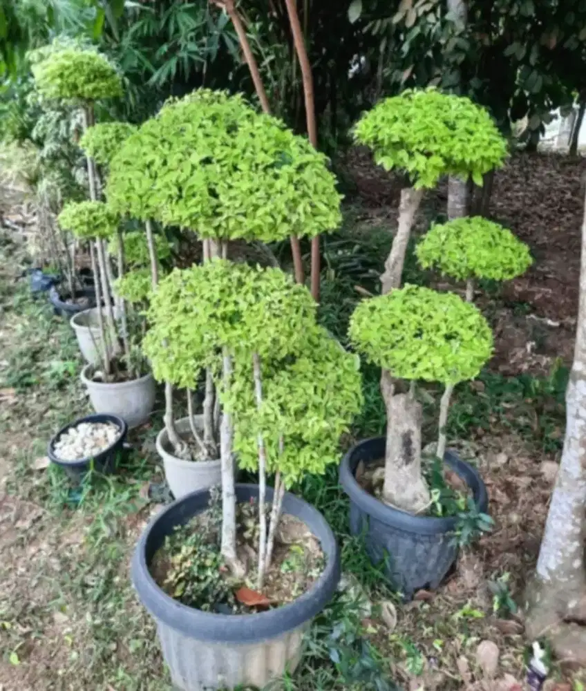 Bonsai anting putri