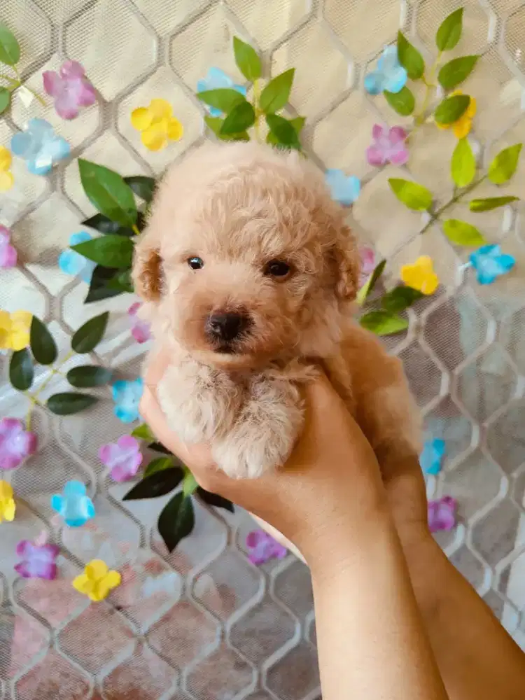 Jual poodle aprikot