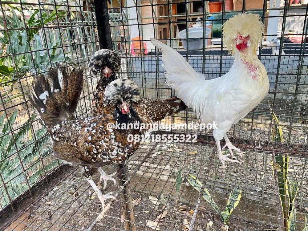 Ayam poland sepaket