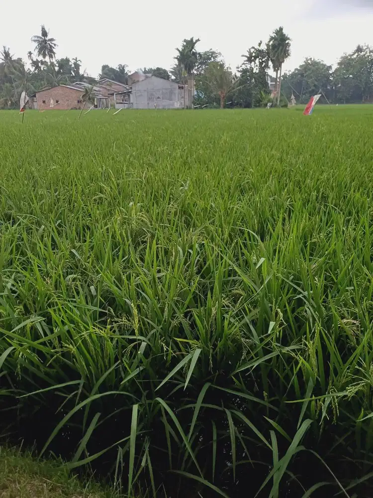 Tanah dan sawah