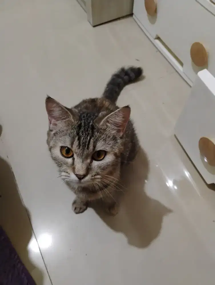 Kucing hamil Persia mix bsh