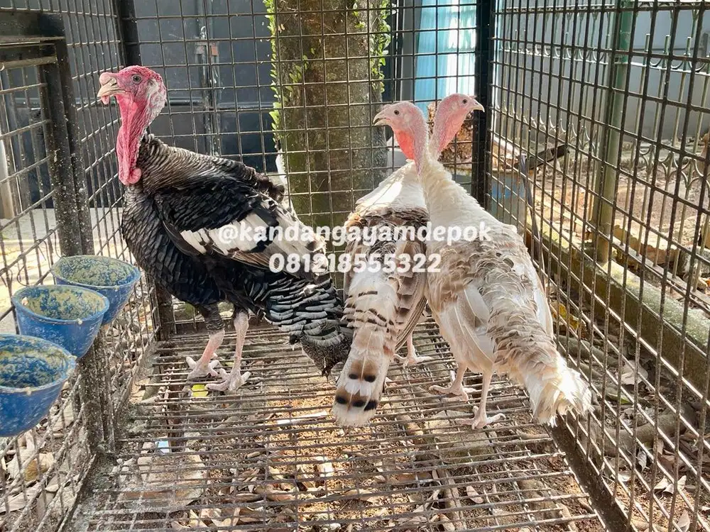 Ayam kalkun sepasang