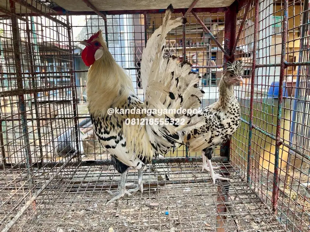 Ayam Appanzel sepasang