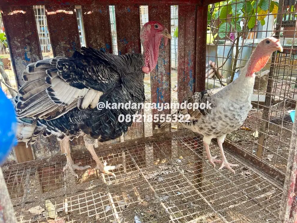 Ayam kalkun sepasang