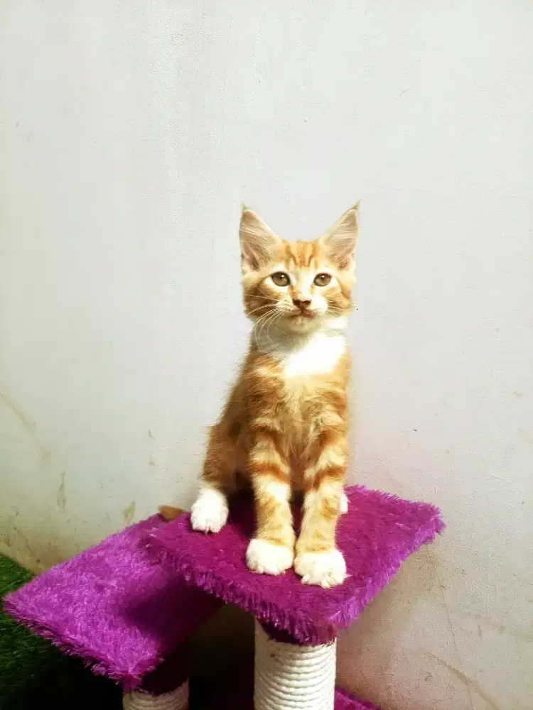 Kitten MaineCoon Betina Pure No mix. Induk ped Cfa Maine Coon