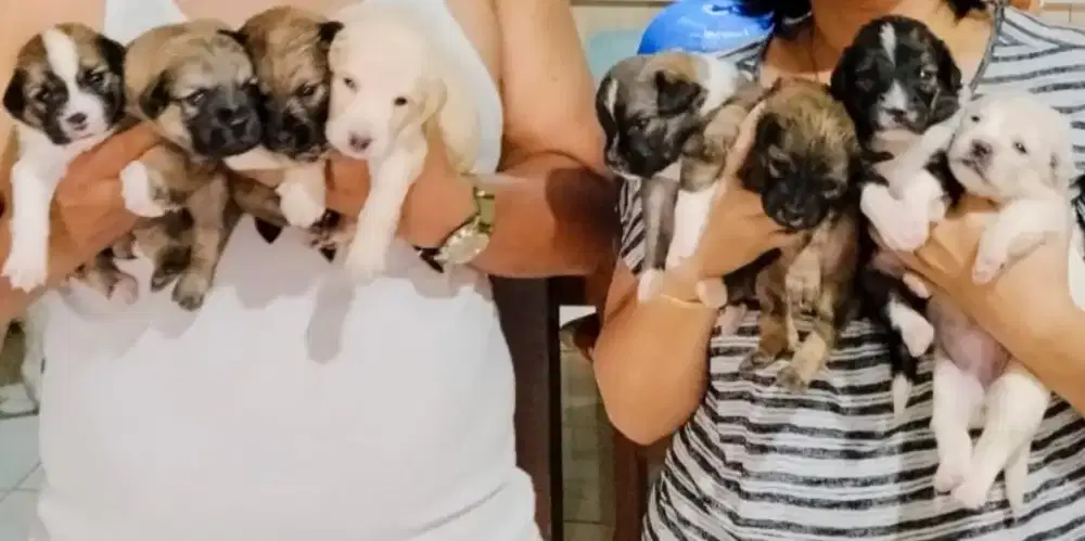 Free adoption dogs