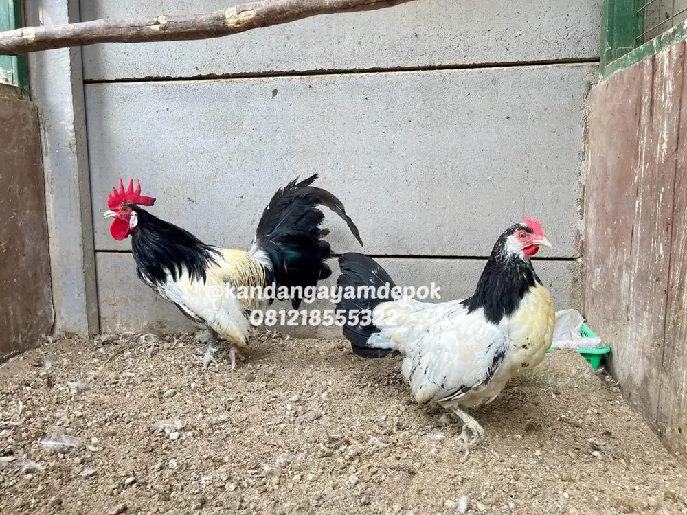 Ayam Lakenvelder sepasang