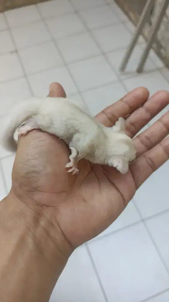Sugar Glider creamino betina