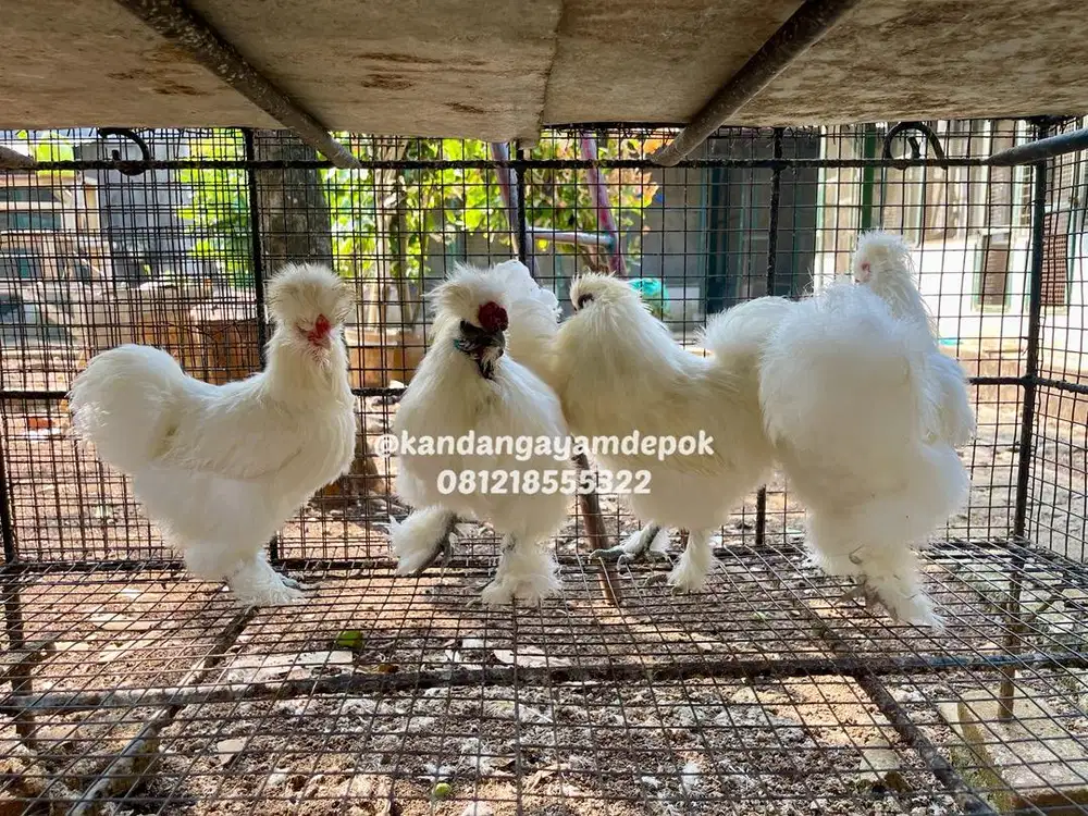 Ayam silkie / ayam hias