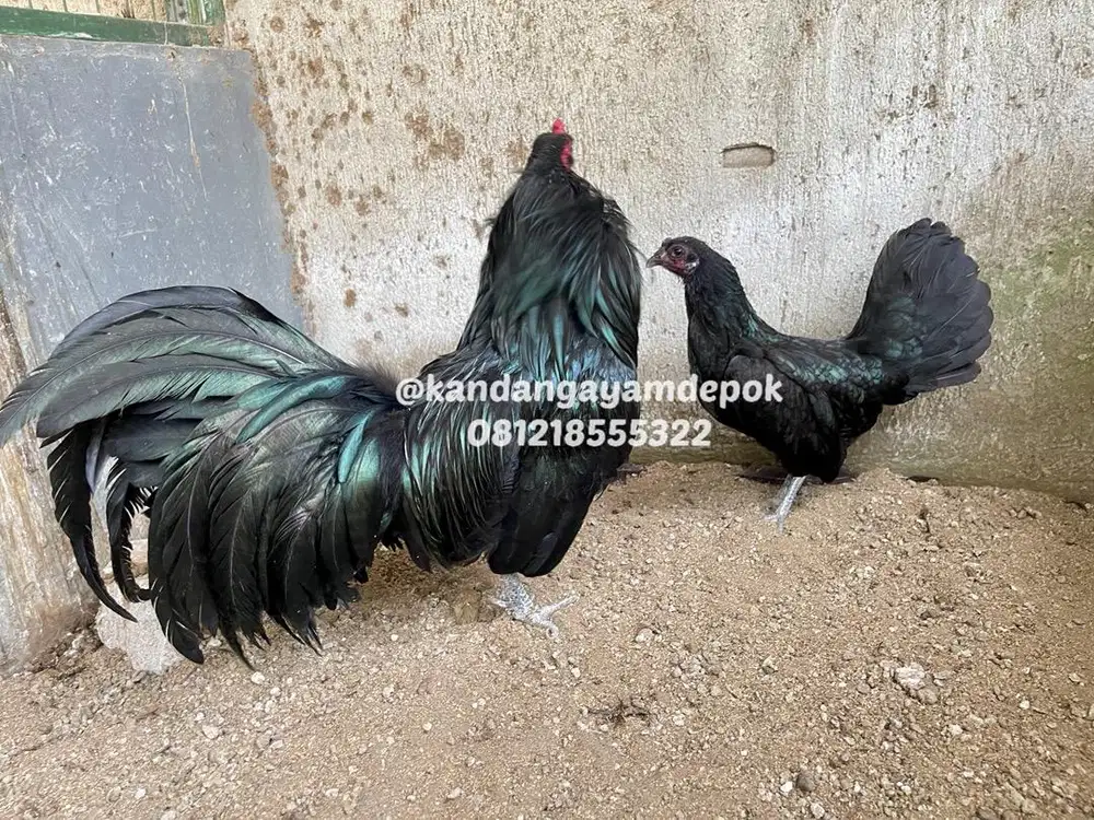 Ayam Black Sumatra Sepasang