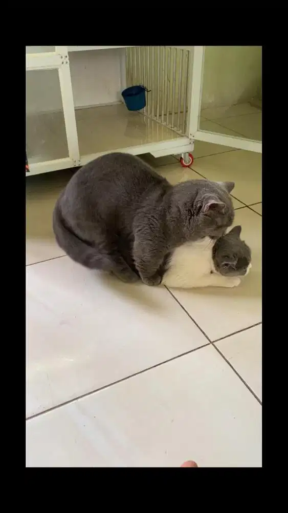 Jasa pacak kucing bsh munchkin