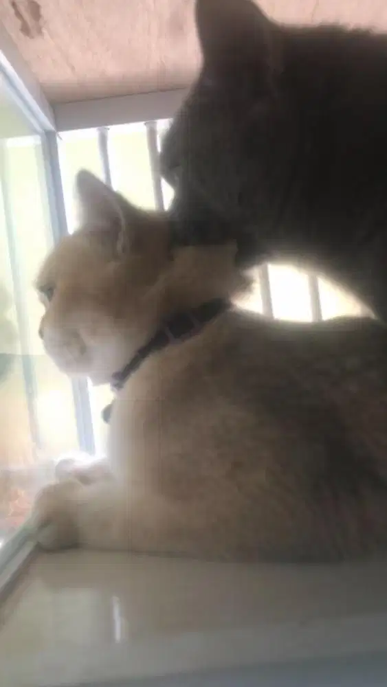 Jasa pacak kucing bsh munchkin