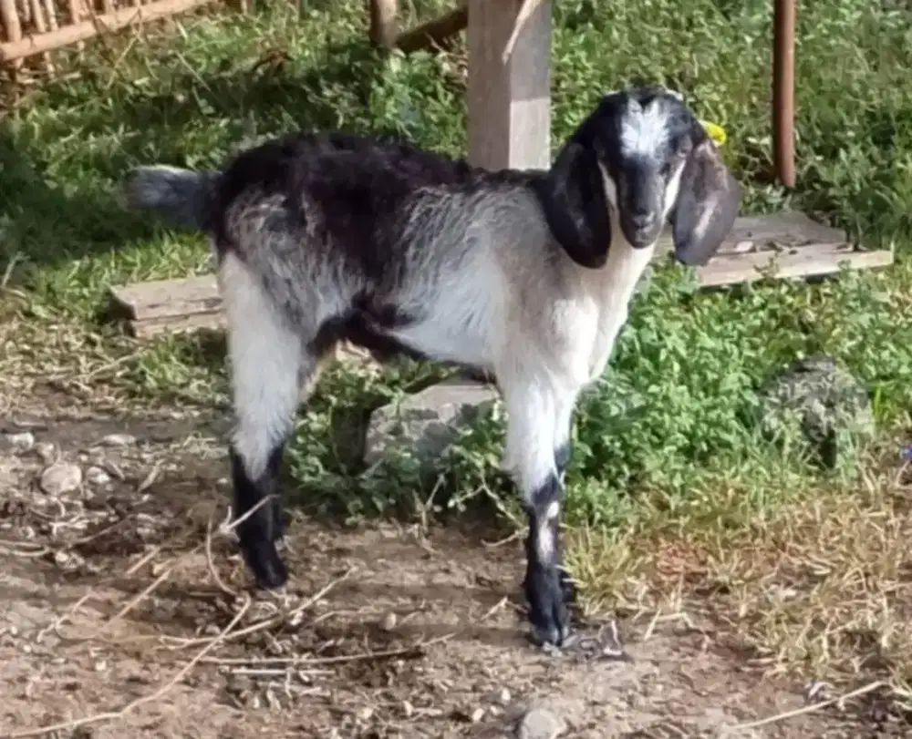 Kambing super jenis+jantan umur 3bulan