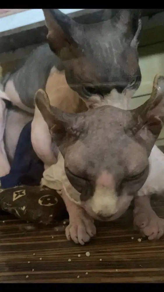 Jasa oacak kucing sphynx bambino hairless