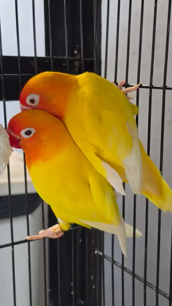 Burung lovebird lutino mm x lutino mm induman produksi