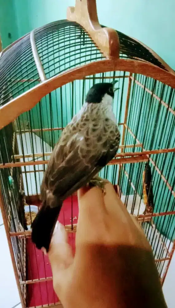 Kutilang jinak total isian Jomin dan kapas tembak