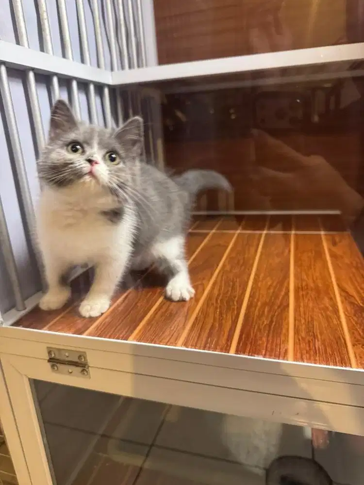KUCING BSH BRITISH SHORTHAIR