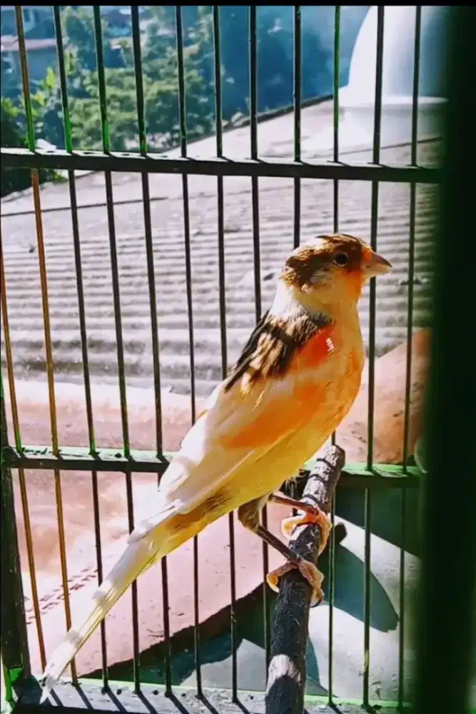 Silang F satu F satu trucalaour