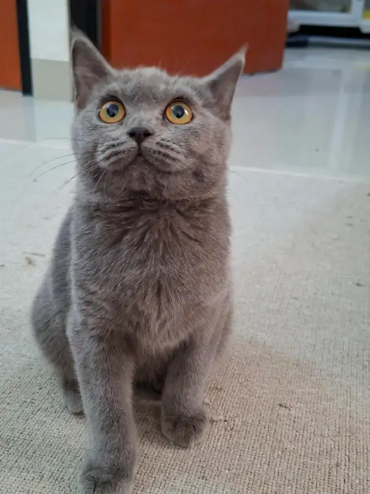 British shorthair jantan