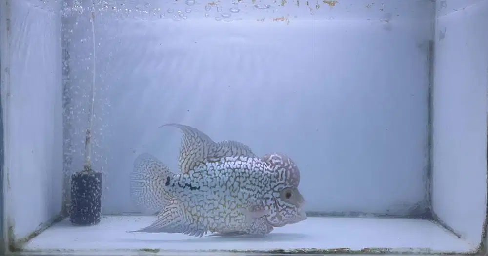 Ikan louhan kamfa