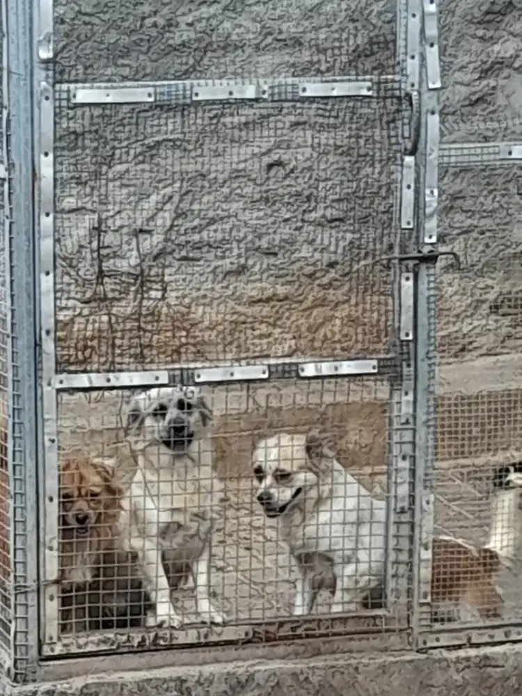 Dijual Anjing MIX