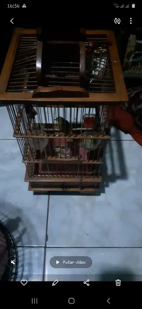 Buxtoni riwikan di BSD