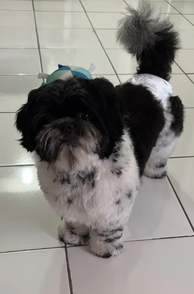 Shihtzue betina