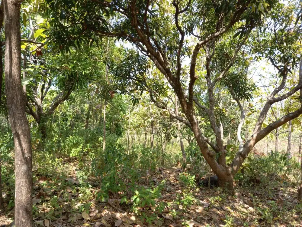 Dijual Tanah Kebun Produktif di Garut Selatan