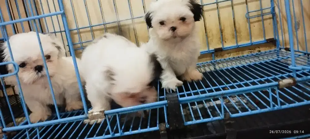 Jual shihtzu puppies bogor