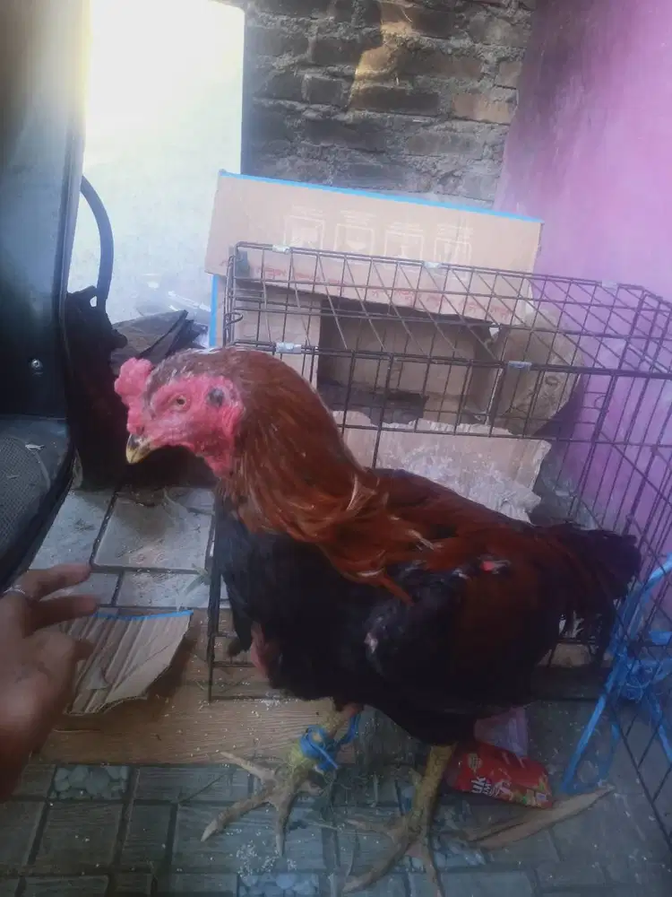 dijual ayam bangkok 250rb