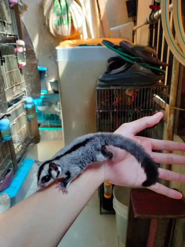 Sugar Glider Classic Grey