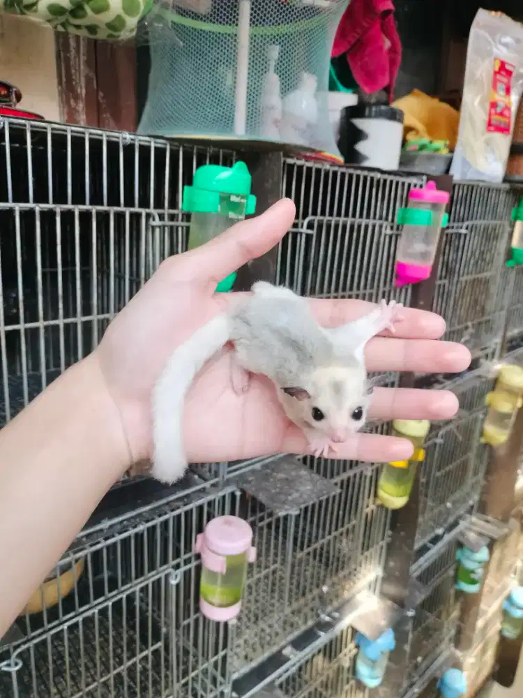 Sugar Glider Mosaic