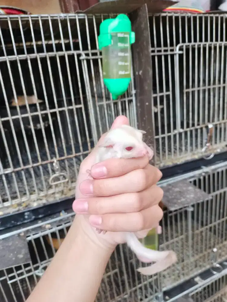 Sugar Glider Creamino