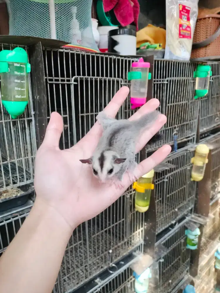 Sugar Glider White Face