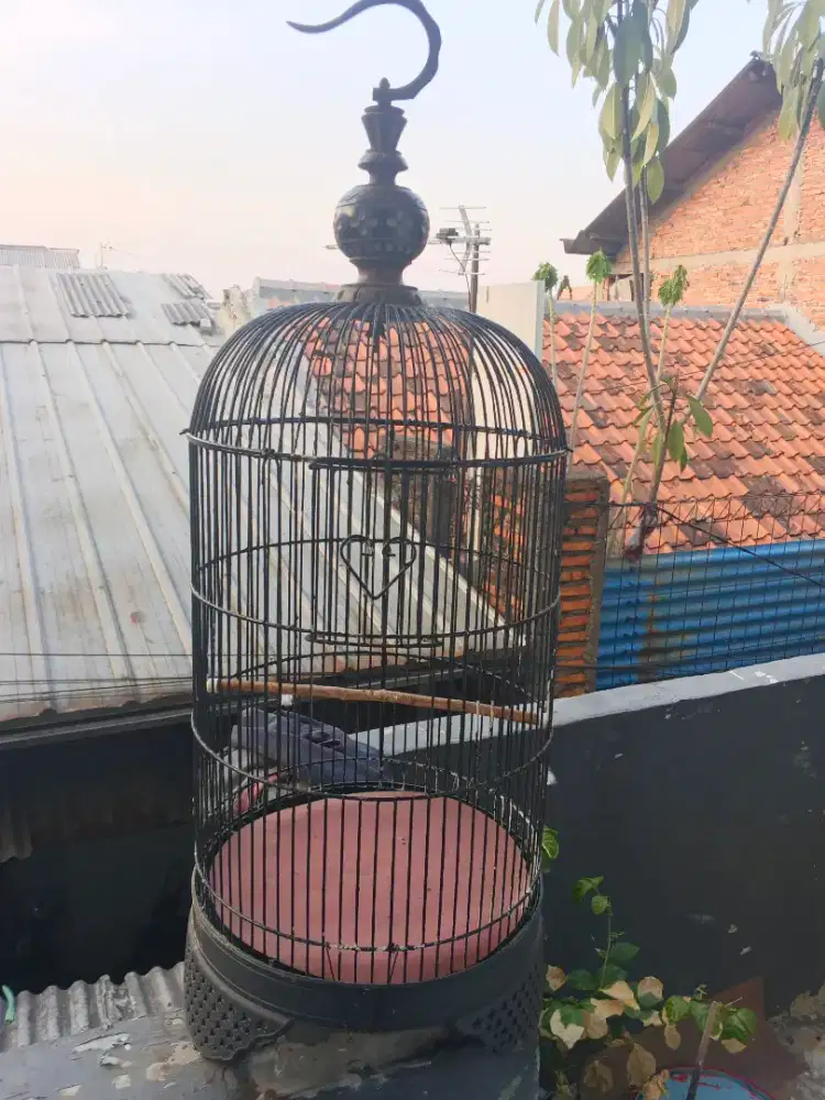 Jual kandang lovebird