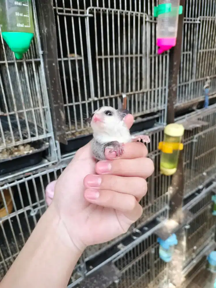 Sugar Glider White Face