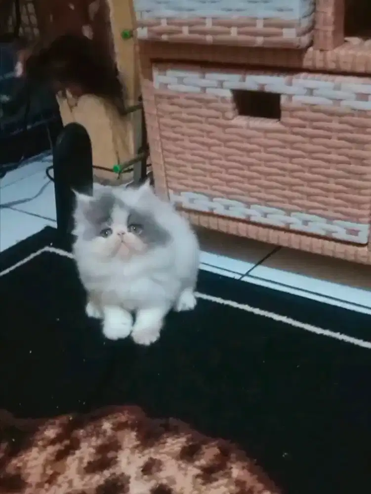 Kucing Persia Peaknose Jantan