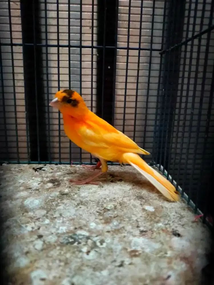 Burung kenari merlok flek paud jantan