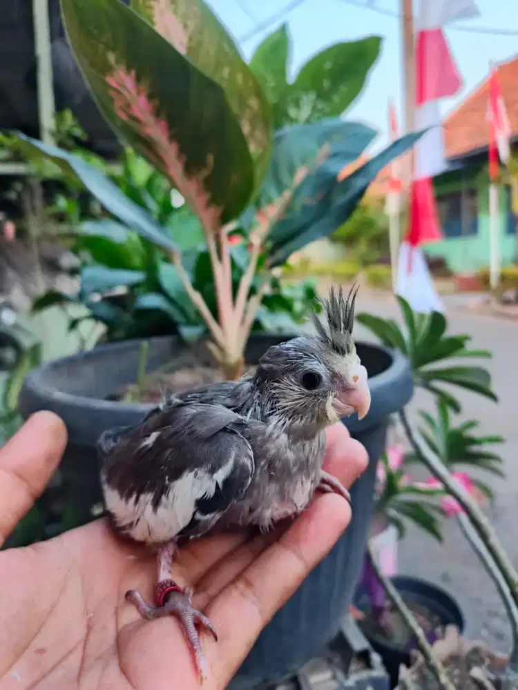 Burung falk parkit australia