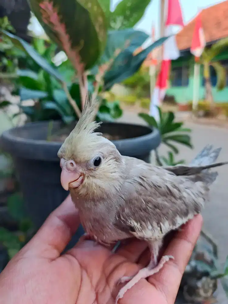 Burung falk aprkit australia