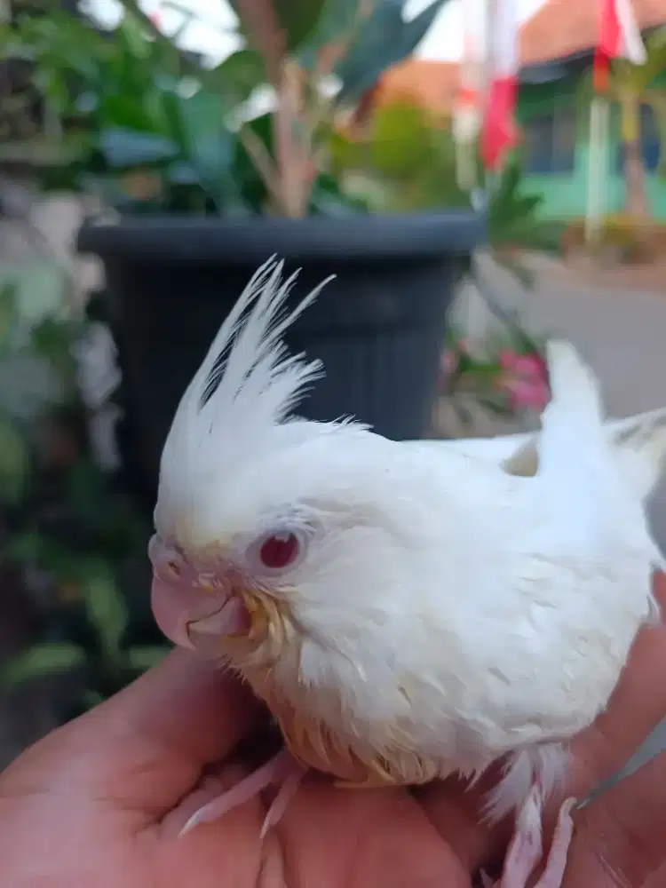 Burung falk parkit australia