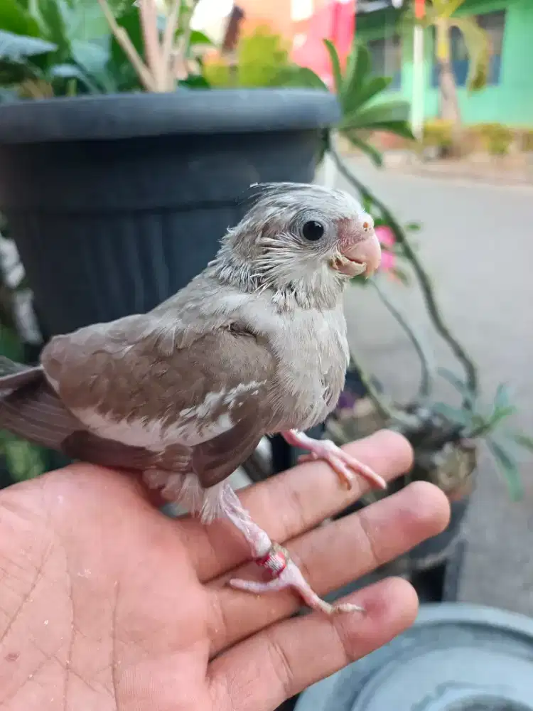 Burung falk parkit australia