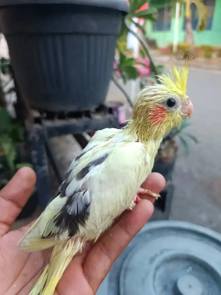 Burung falk parkit australia