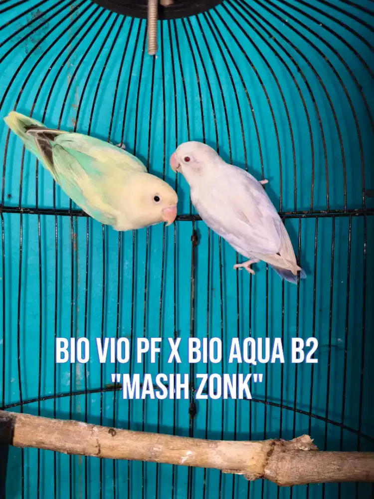 Lovebird Bio vio pf X Bio aqua b2
