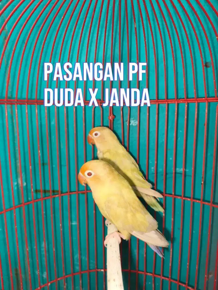 Lovebird Bio PB pf X PB pf